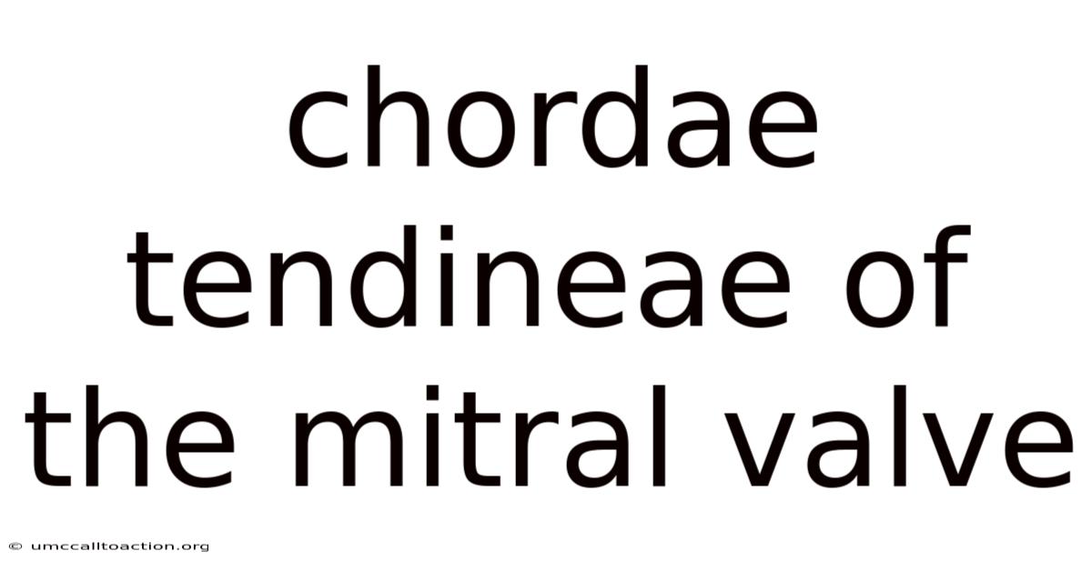 Chordae Tendineae Of The Mitral Valve
