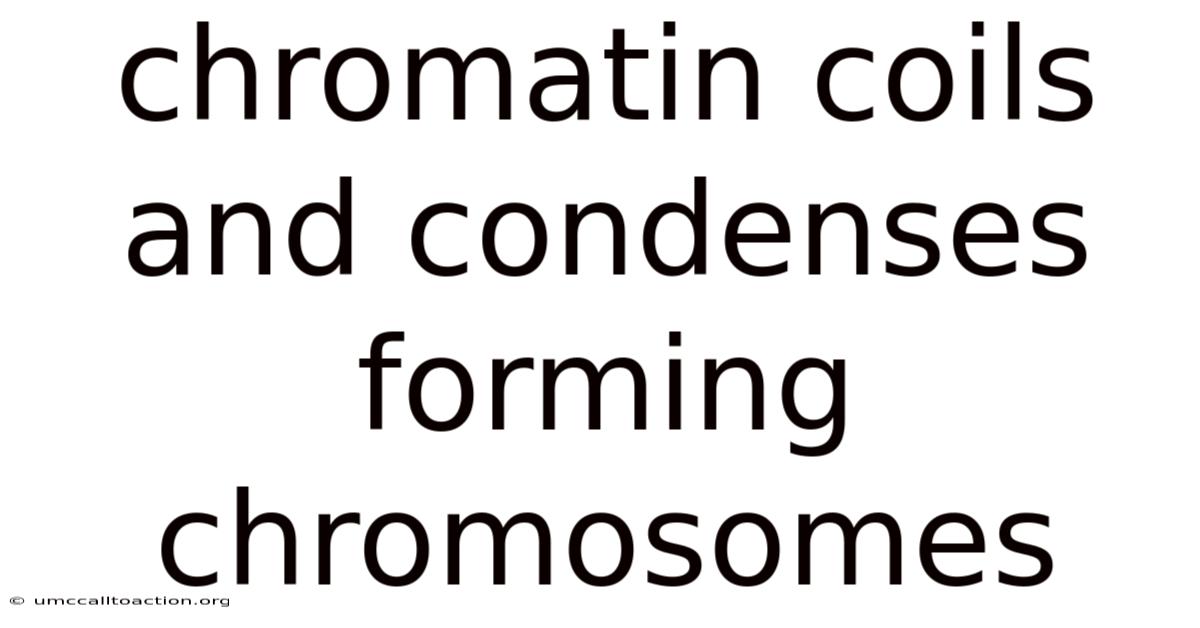 Chromatin Coils And Condenses Forming Chromosomes