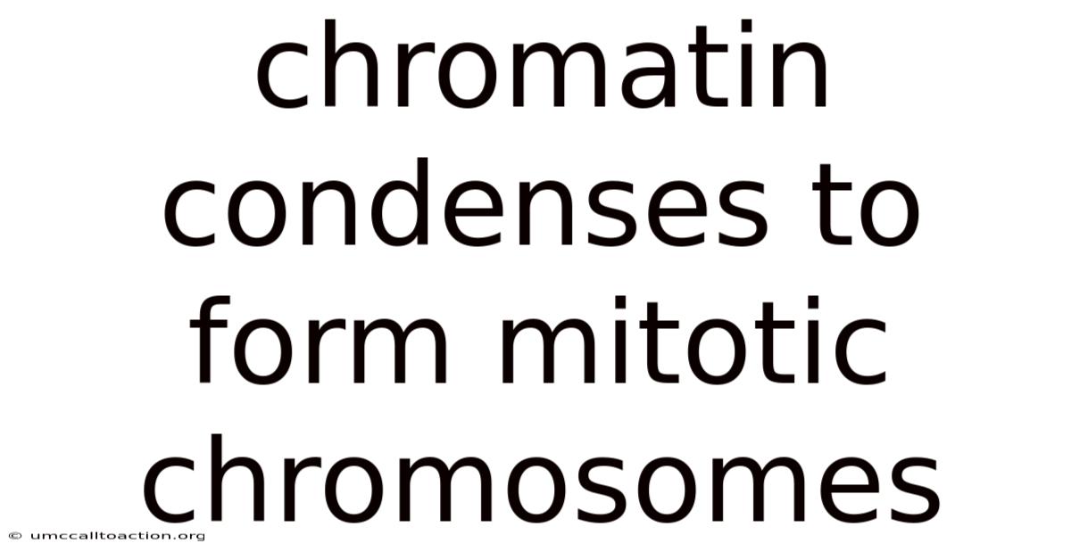 Chromatin Condenses To Form Mitotic Chromosomes
