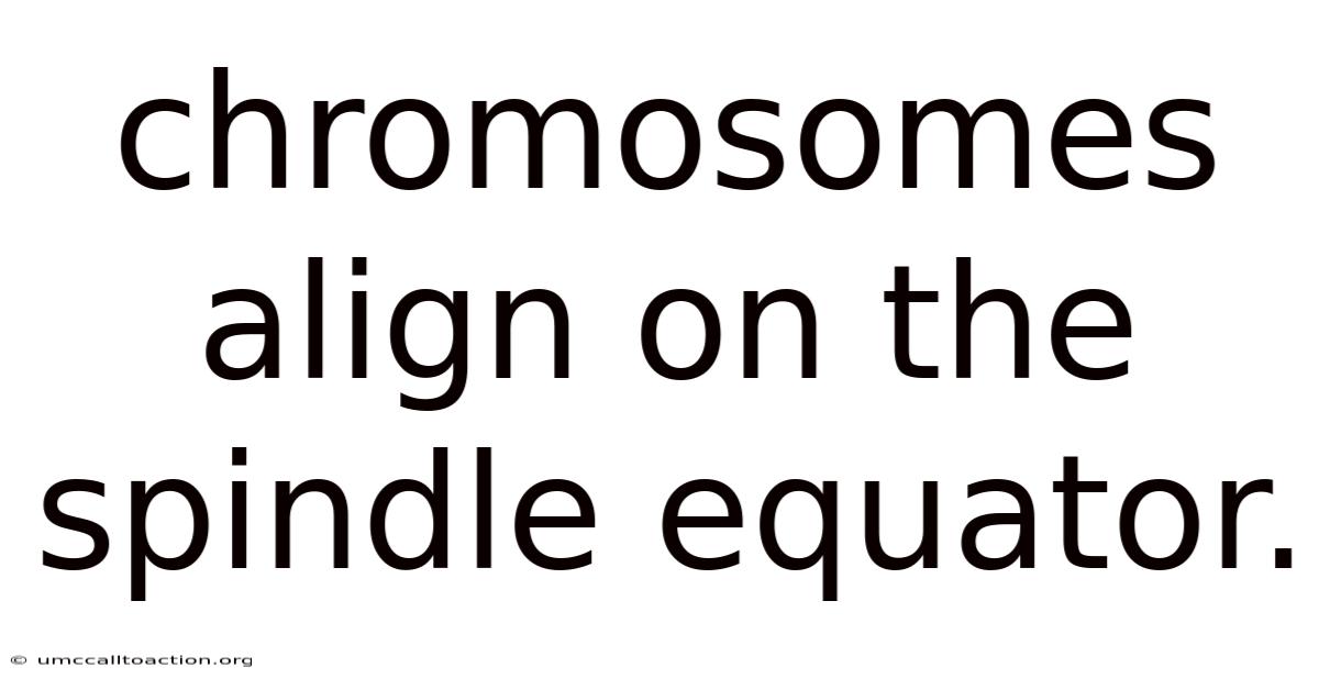 Chromosomes Align On The Spindle Equator.