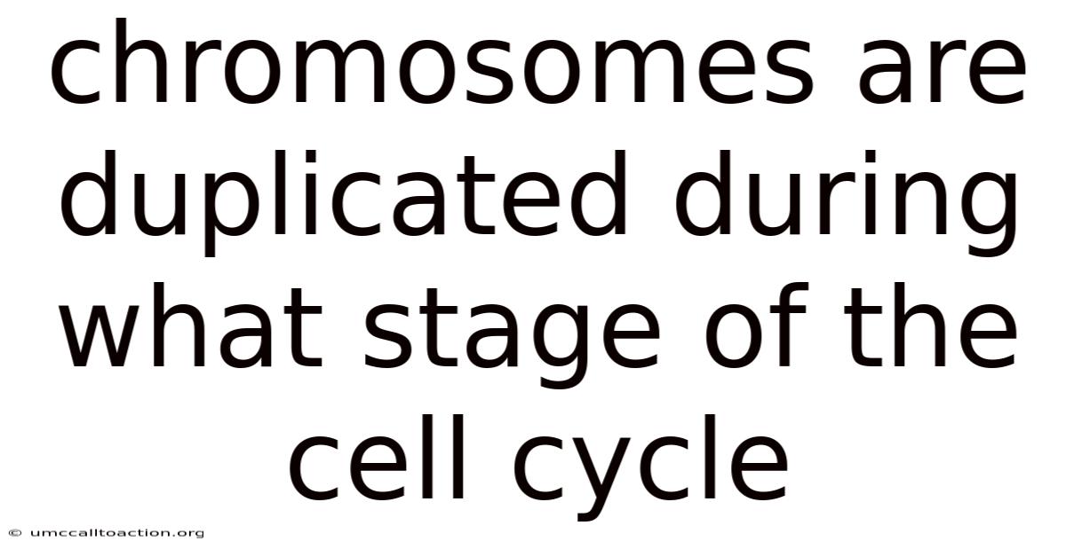 Chromosomes Are Duplicated During What Stage Of The Cell Cycle