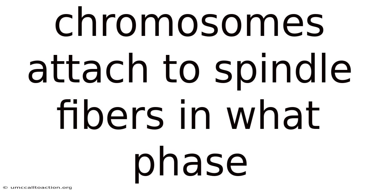 Chromosomes Attach To Spindle Fibers In What Phase
