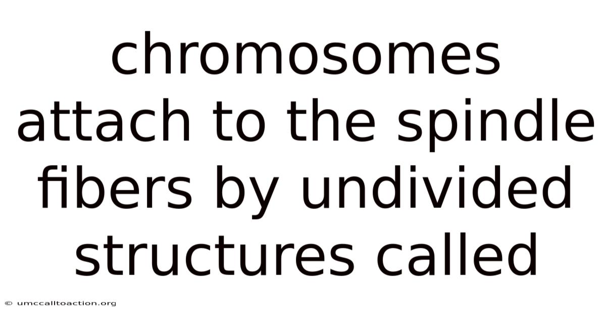 Chromosomes Attach To The Spindle Fibers By Undivided Structures Called