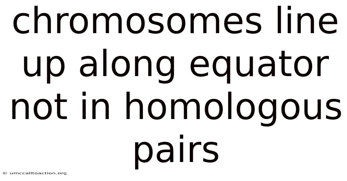 Chromosomes Line Up Along Equator Not In Homologous Pairs
