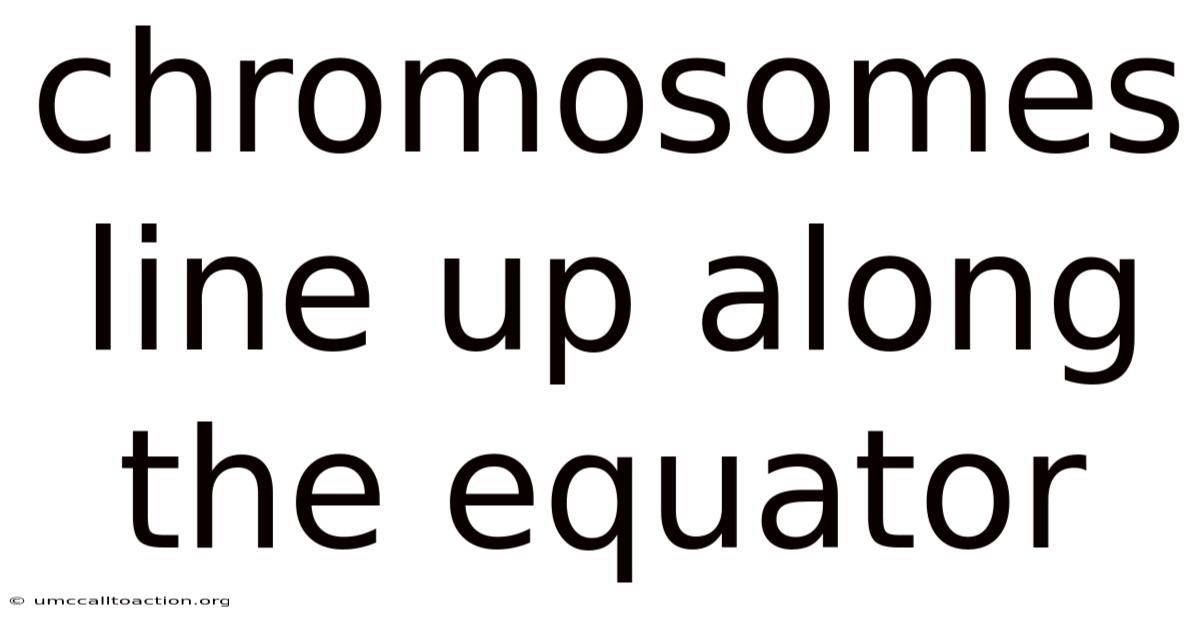 Chromosomes Line Up Along The Equator