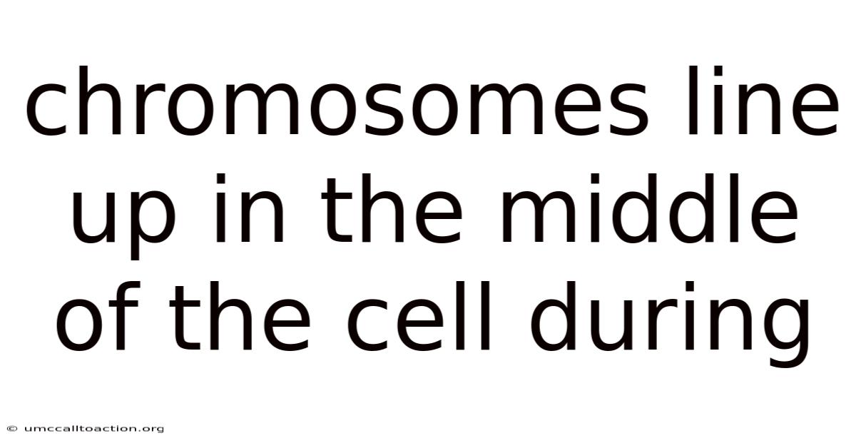 Chromosomes Line Up In The Middle Of The Cell During