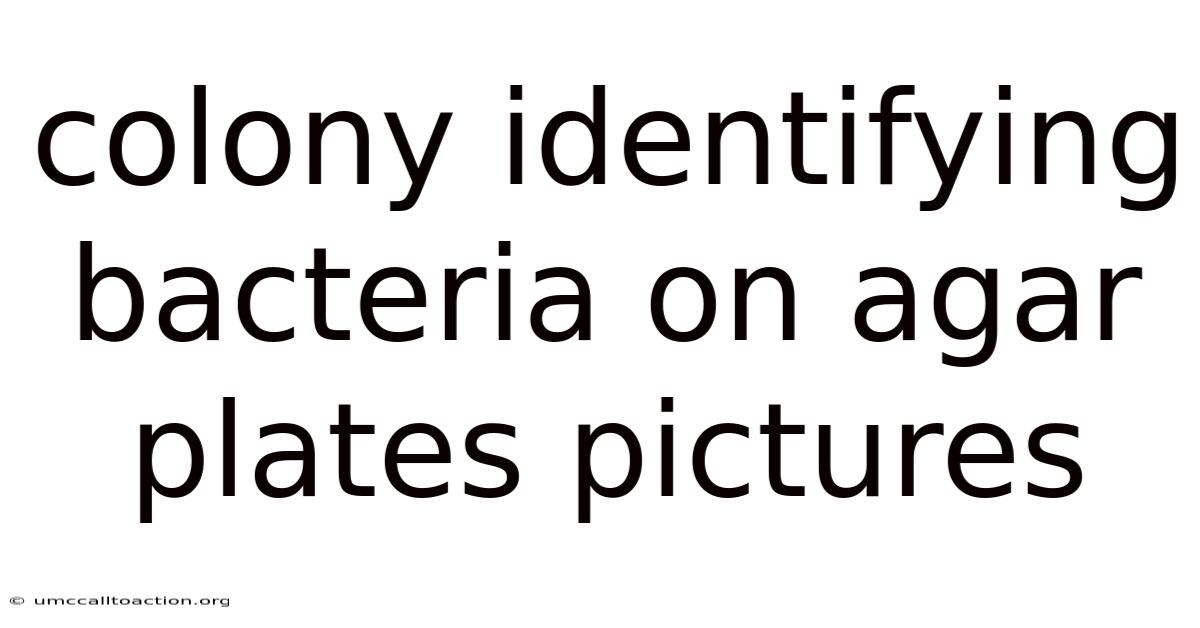 Colony Identifying Bacteria On Agar Plates Pictures