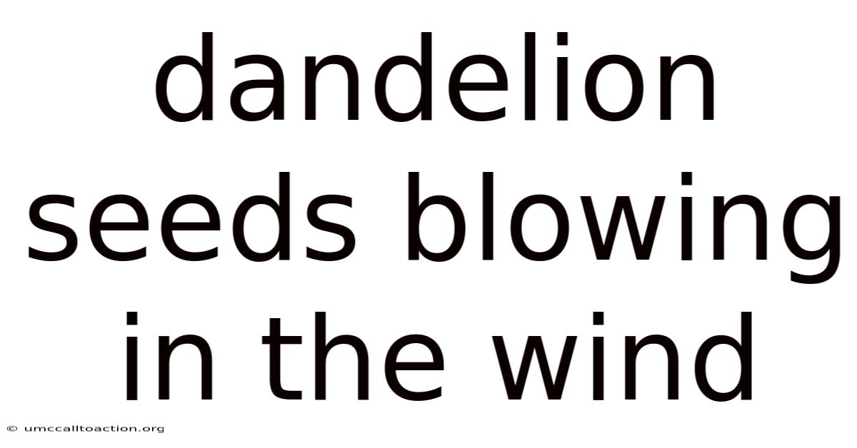Dandelion Seeds Blowing In The Wind