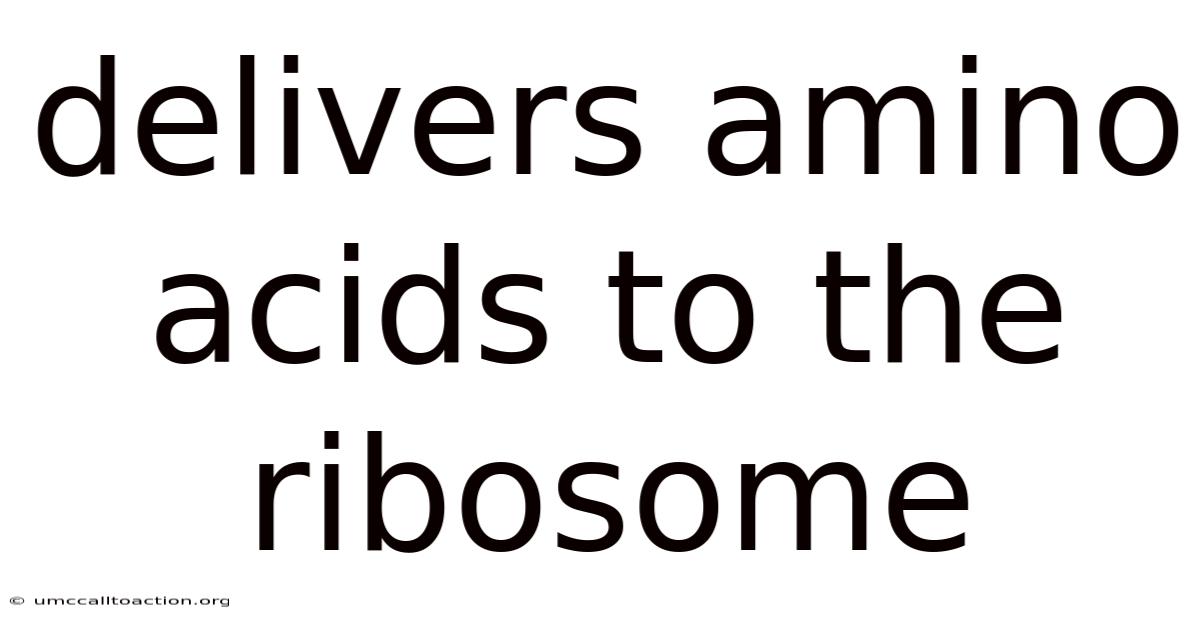 Delivers Amino Acids To The Ribosome