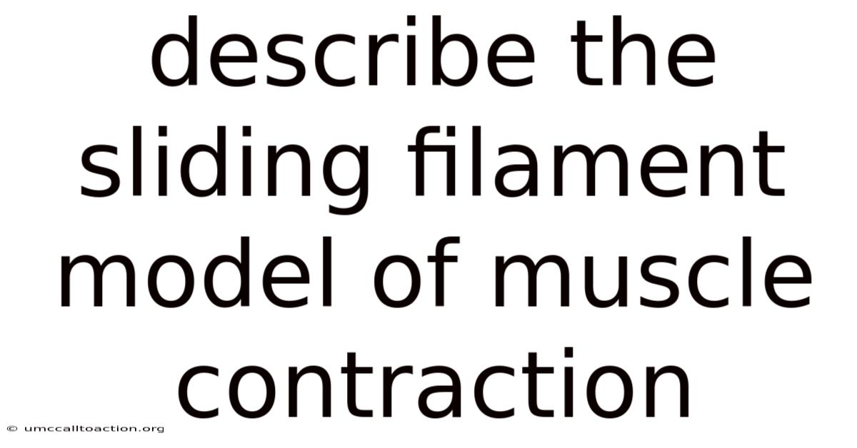 Describe The Sliding Filament Model Of Muscle Contraction