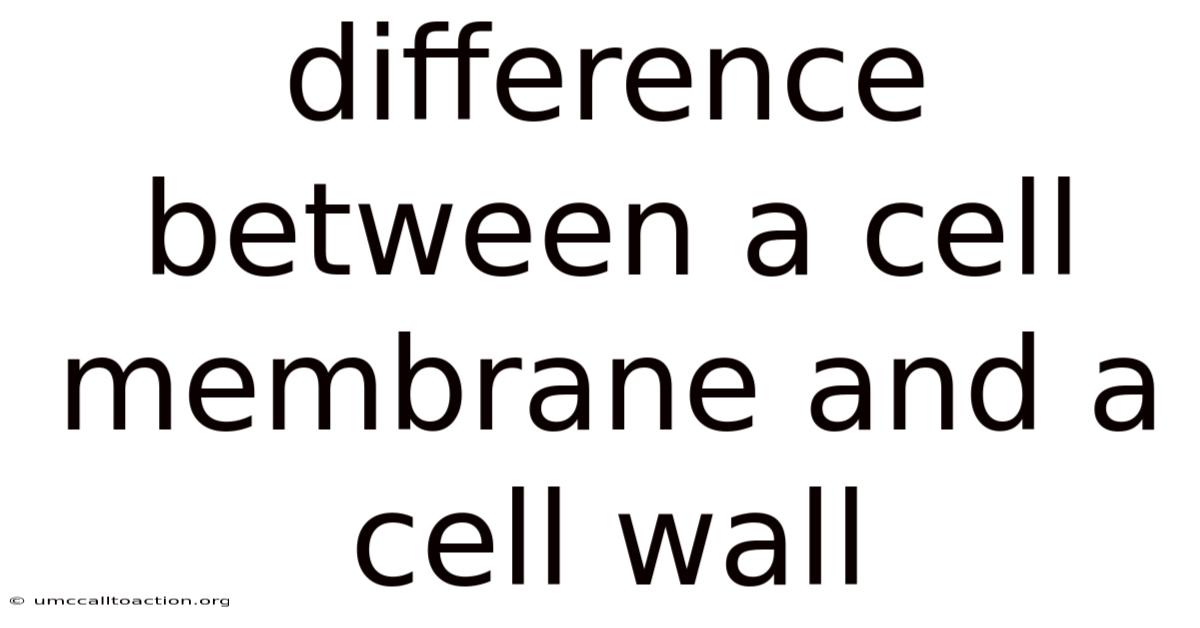 Difference Between A Cell Membrane And A Cell Wall