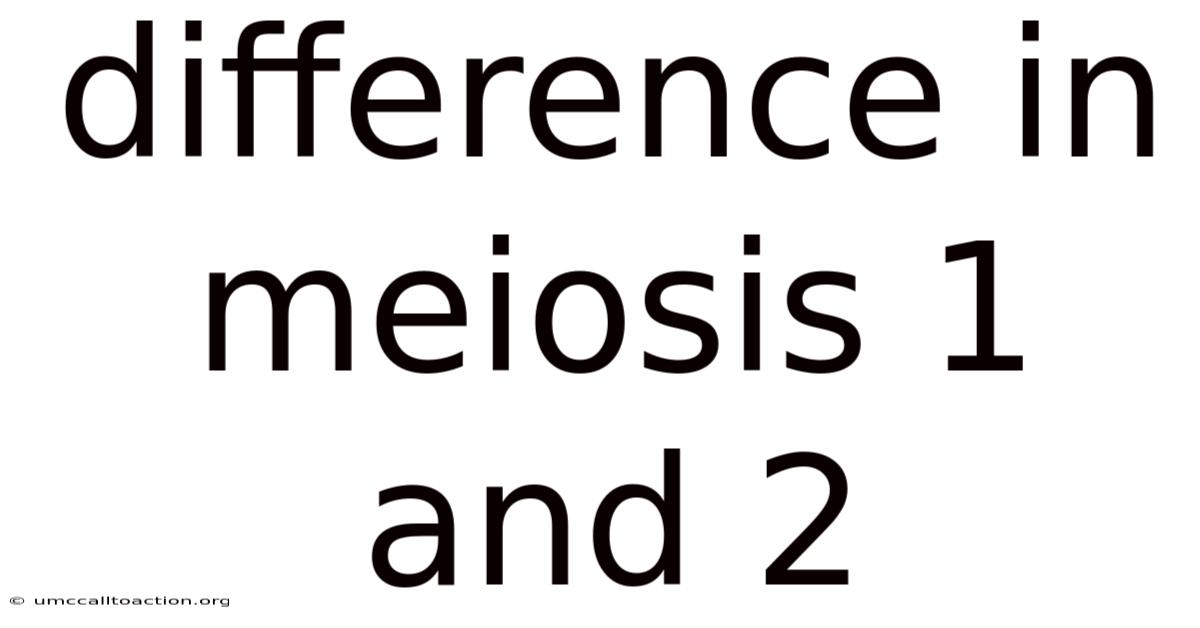 Difference In Meiosis 1 And 2