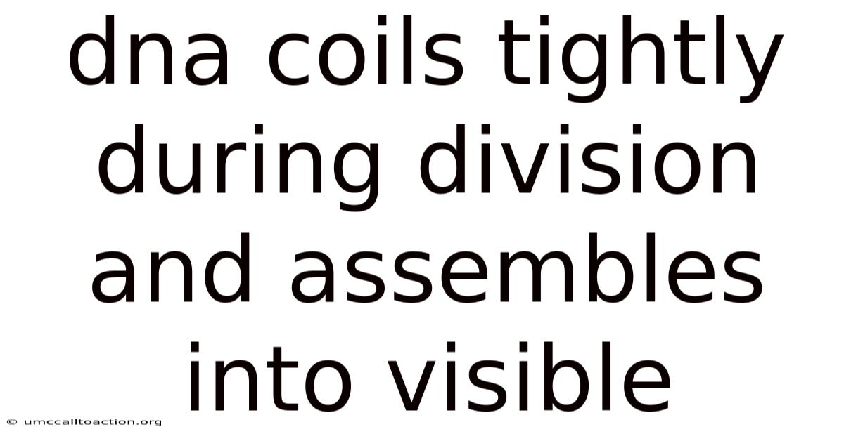 Dna Coils Tightly During Division And Assembles Into Visible