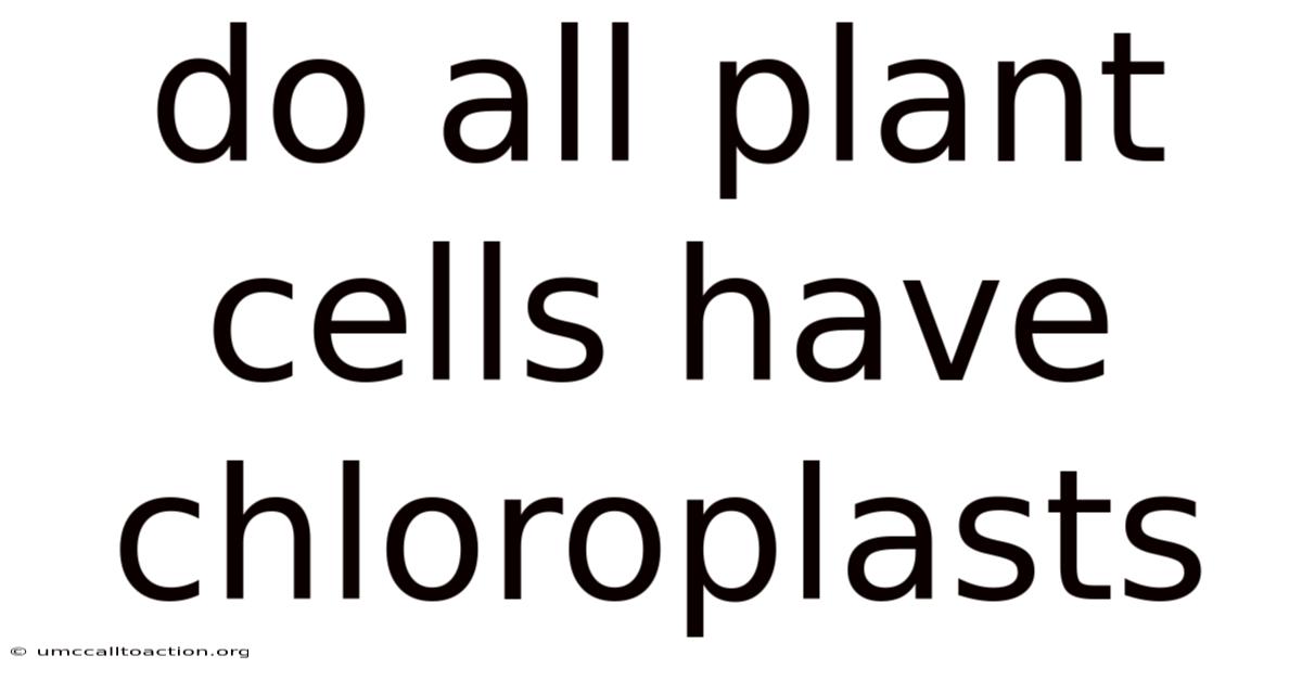 Do All Plant Cells Have Chloroplasts