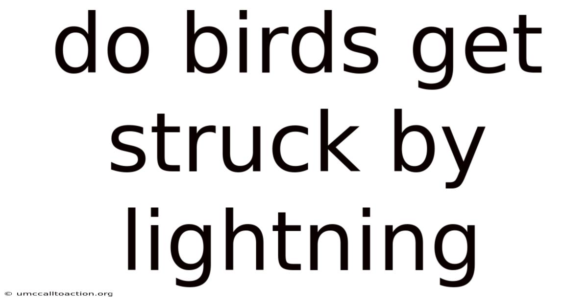 Do Birds Get Struck By Lightning
