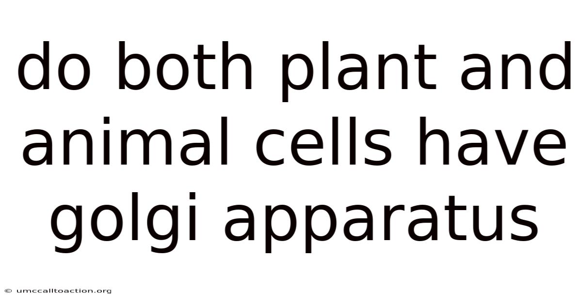 Do Both Plant And Animal Cells Have Golgi Apparatus