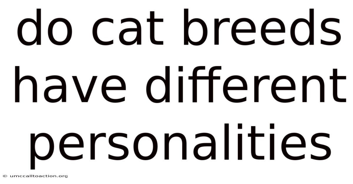 Do Cat Breeds Have Different Personalities