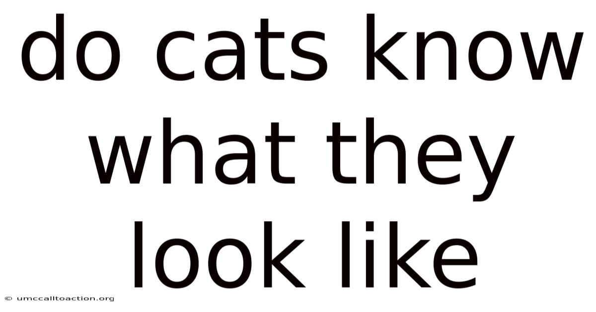 Do Cats Know What They Look Like