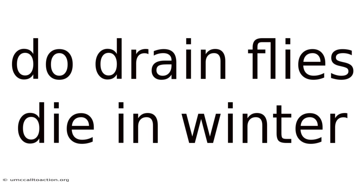 Do Drain Flies Die In Winter