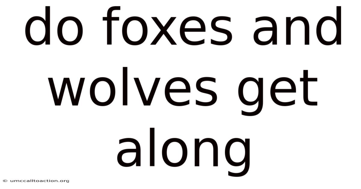Do Foxes And Wolves Get Along