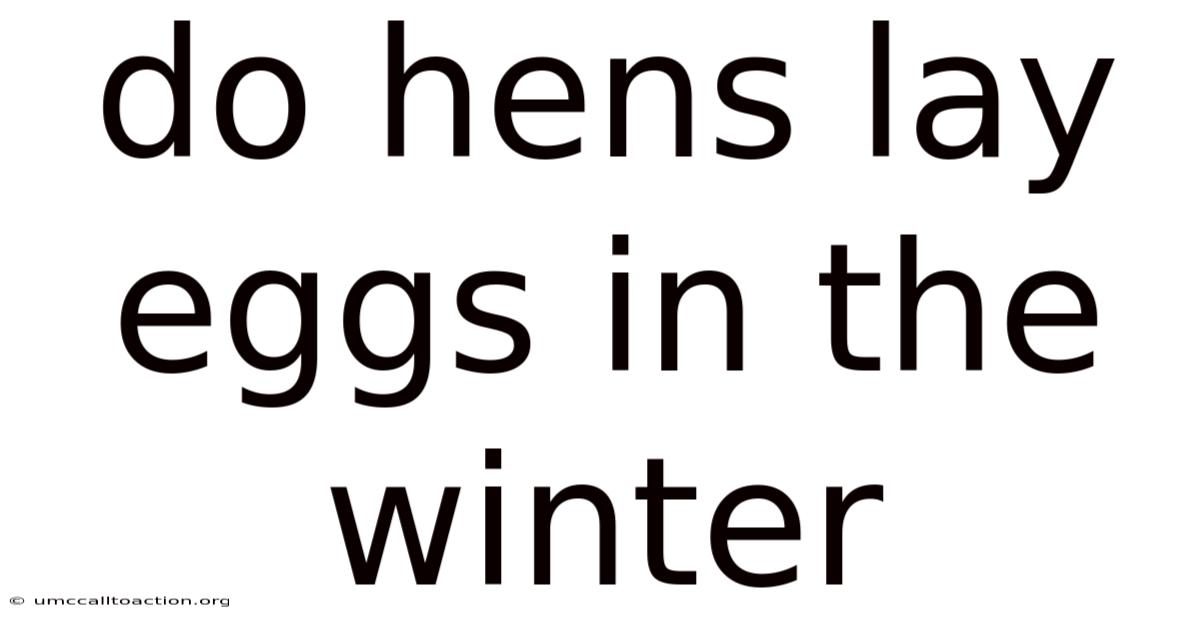 Do Hens Lay Eggs In The Winter
