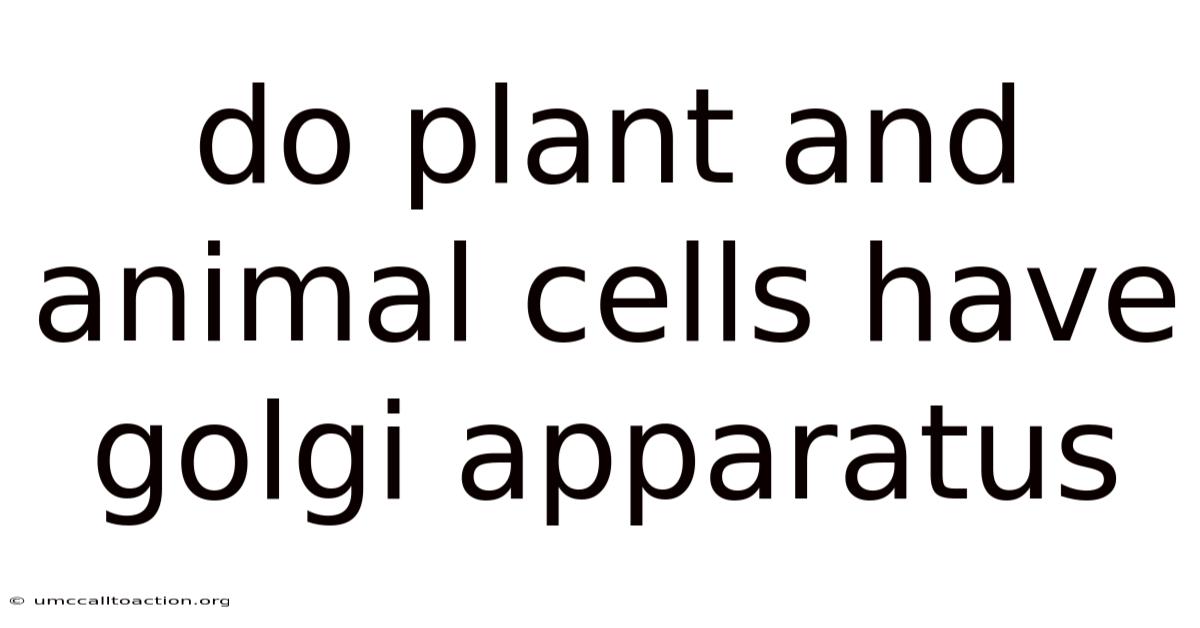 Do Plant And Animal Cells Have Golgi Apparatus