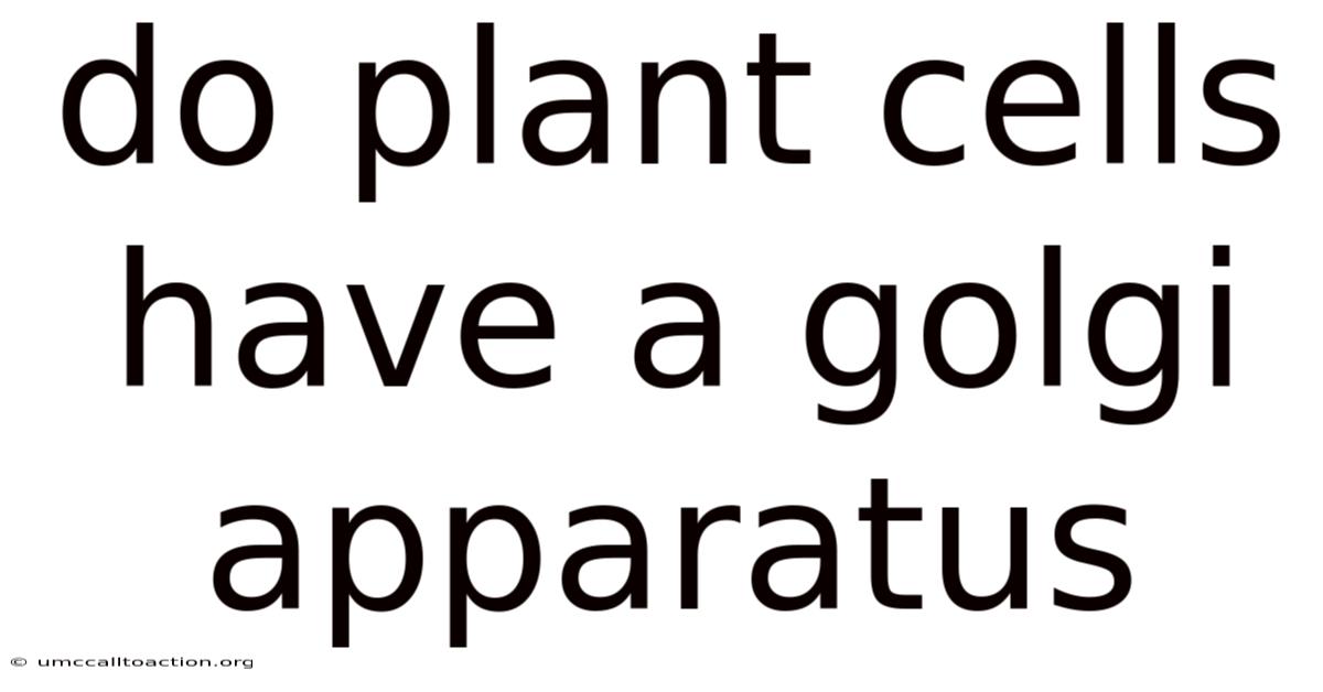 Do Plant Cells Have A Golgi Apparatus
