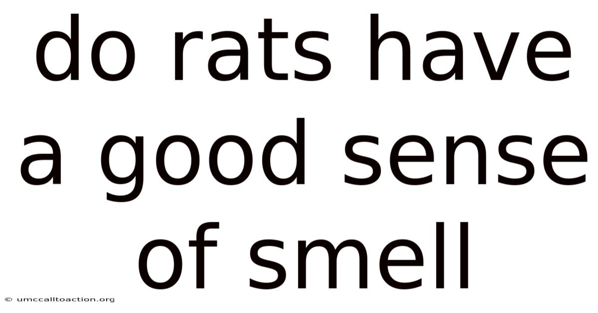Do Rats Have A Good Sense Of Smell