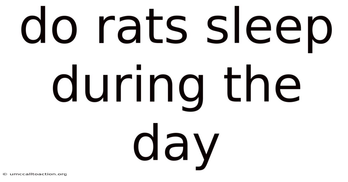 Do Rats Sleep During The Day