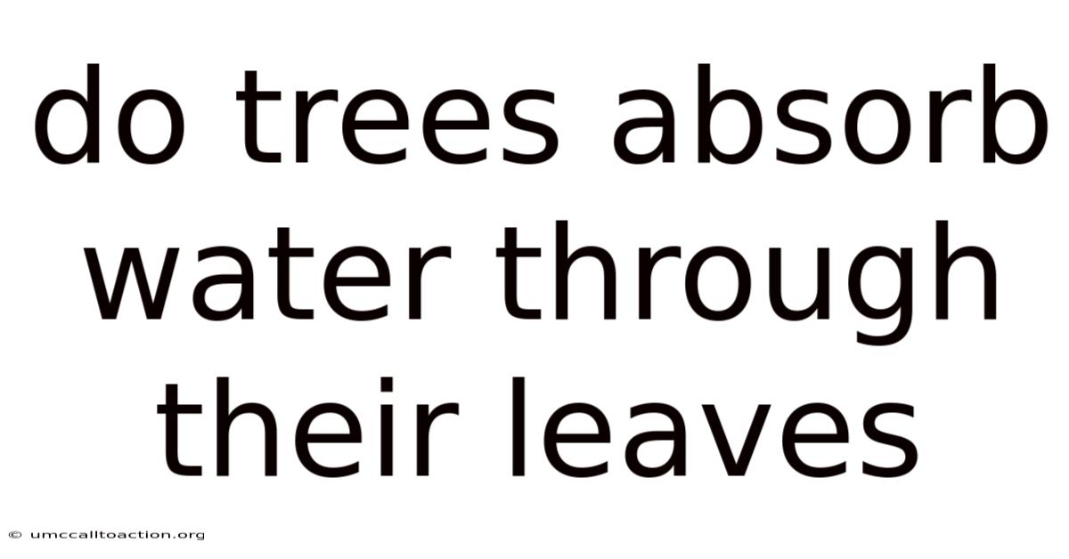 Do Trees Absorb Water Through Their Leaves