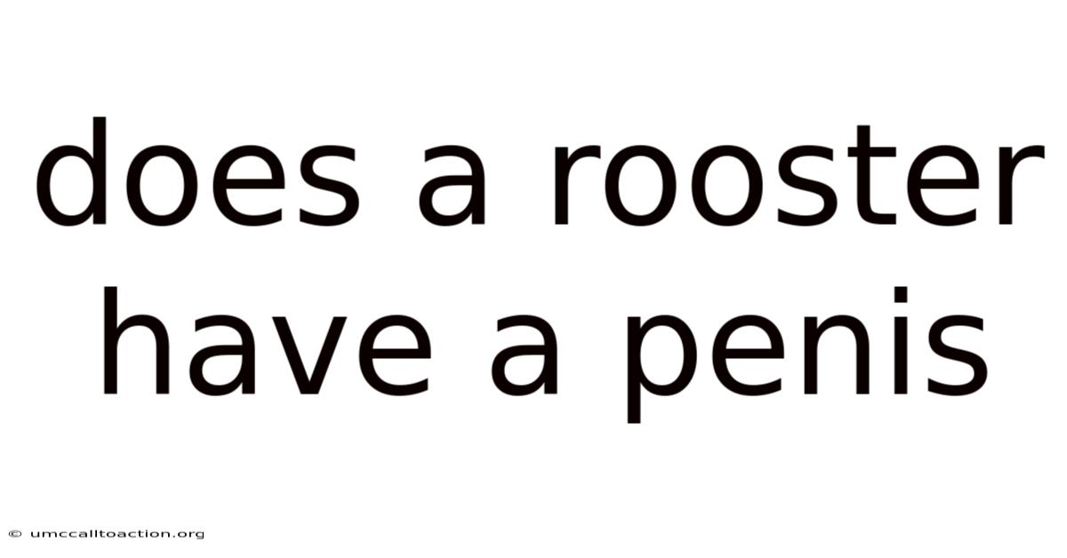 Does A Rooster Have A Penis