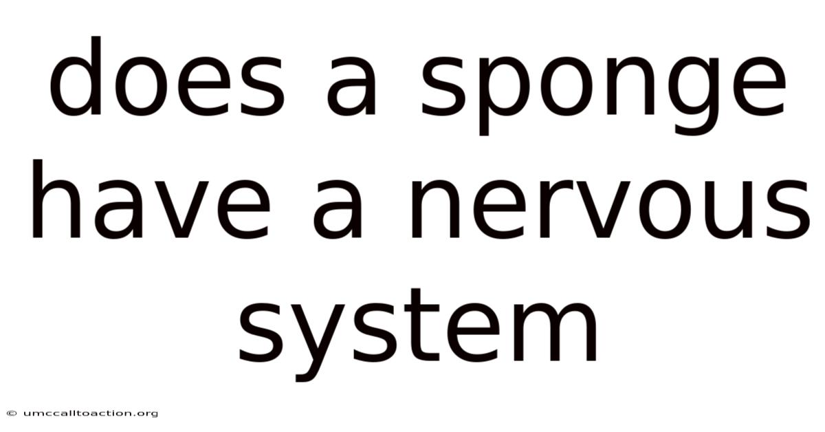 Does A Sponge Have A Nervous System