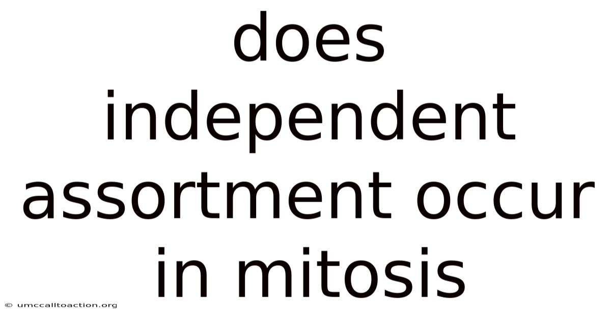 Does Independent Assortment Occur In Mitosis