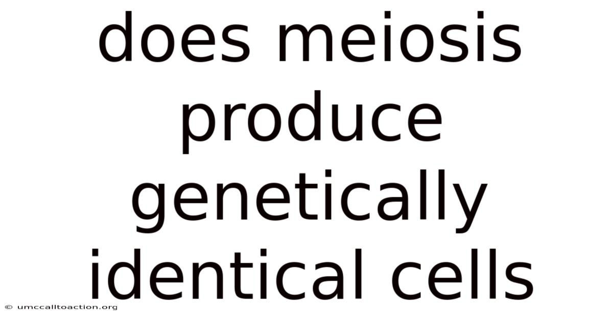 Does Meiosis Produce Genetically Identical Cells
