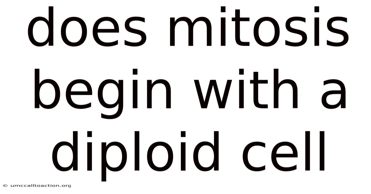 Does Mitosis Begin With A Diploid Cell