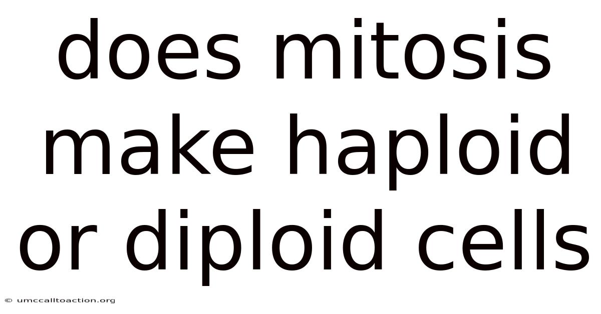 Does Mitosis Make Haploid Or Diploid Cells