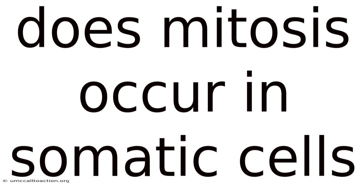 Does Mitosis Occur In Somatic Cells