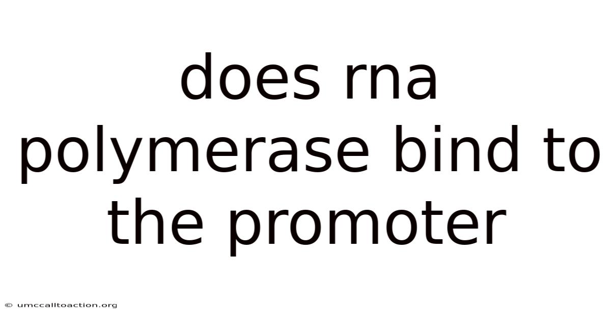Does Rna Polymerase Bind To The Promoter