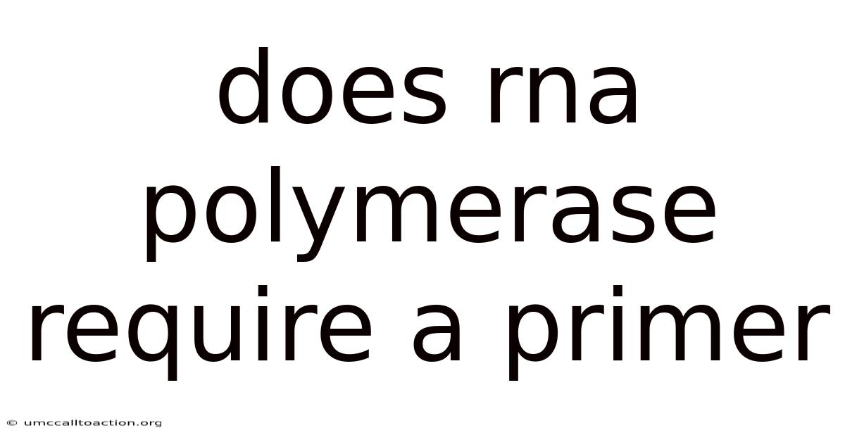 Does Rna Polymerase Require A Primer