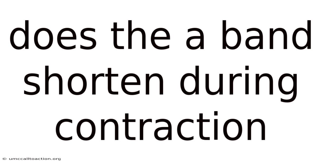 Does The A Band Shorten During Contraction