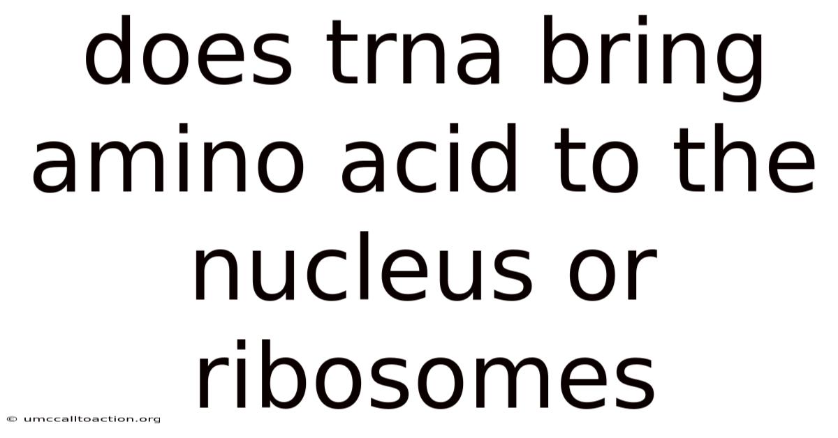 Does Trna Bring Amino Acid To The Nucleus Or Ribosomes
