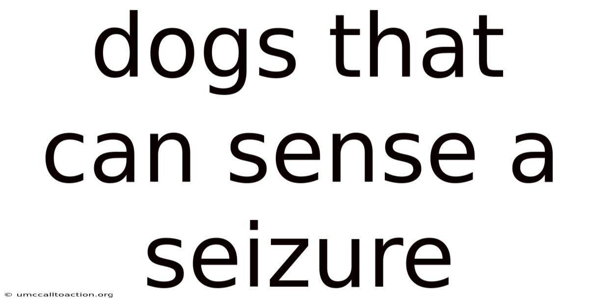 Dogs That Can Sense A Seizure
