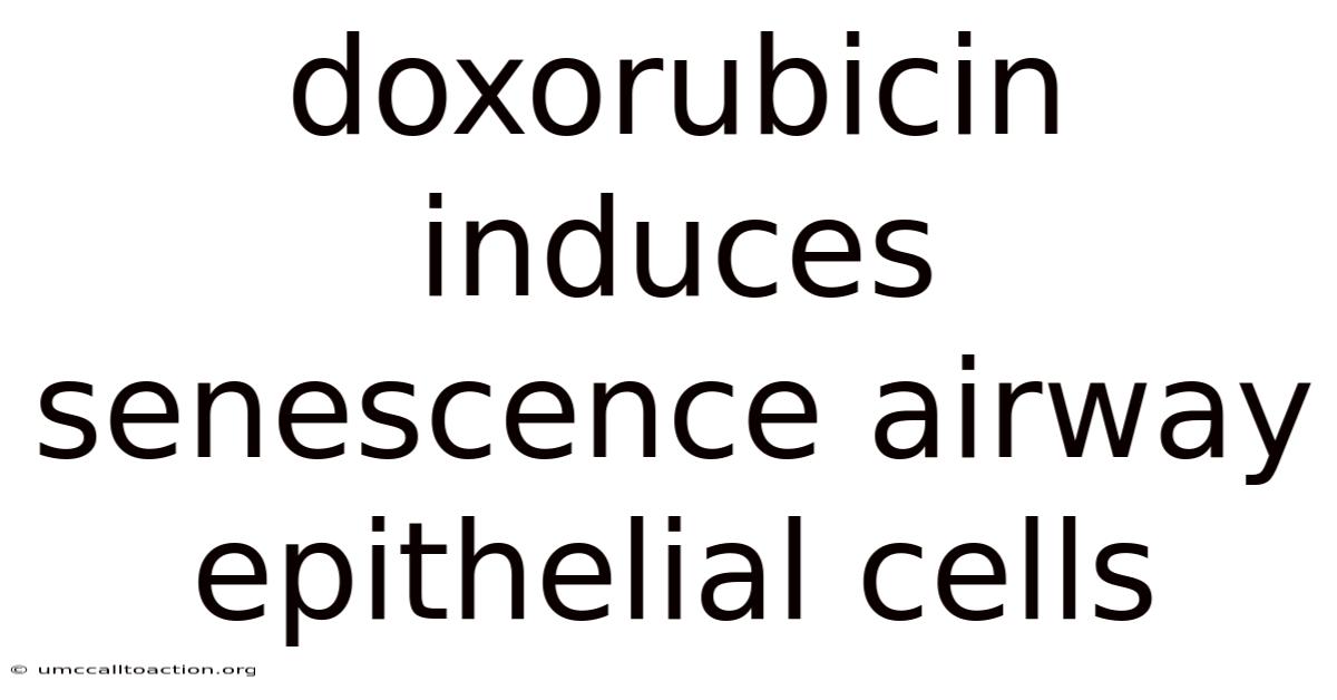 Doxorubicin Induces Senescence Airway Epithelial Cells