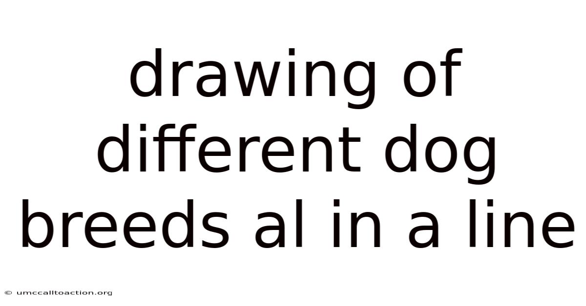 Drawing Of Different Dog Breeds Al In A Line