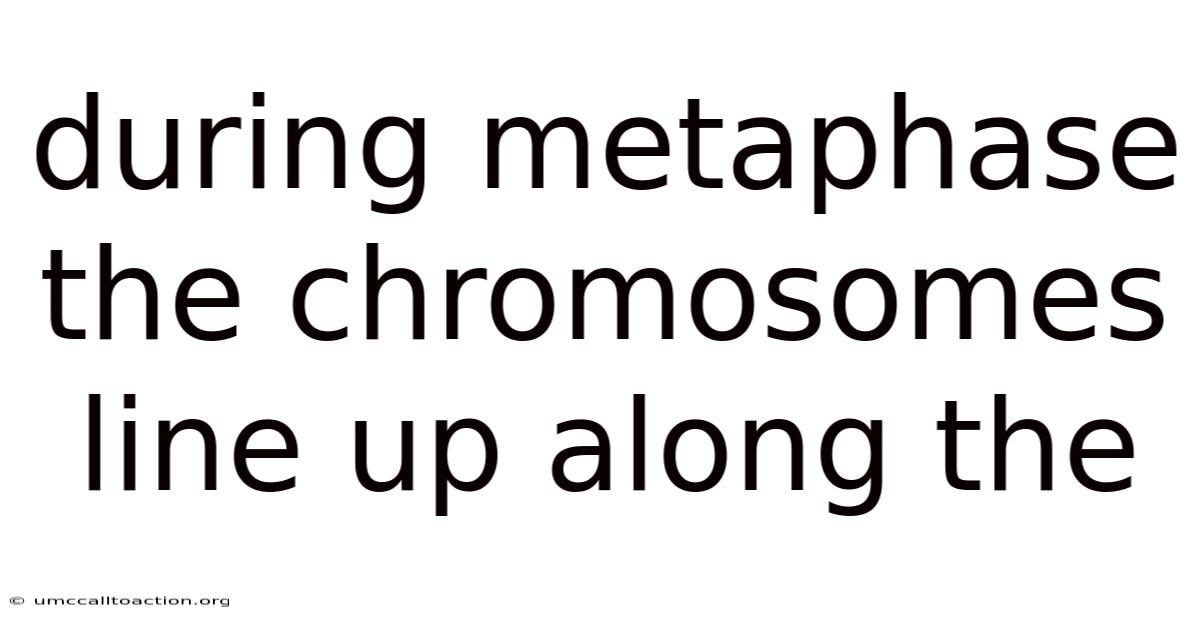 During Metaphase The Chromosomes Line Up Along The