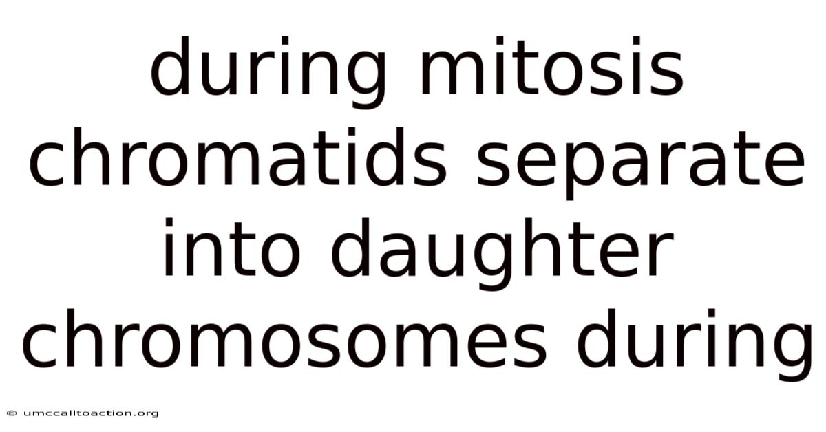 During Mitosis Chromatids Separate Into Daughter Chromosomes During