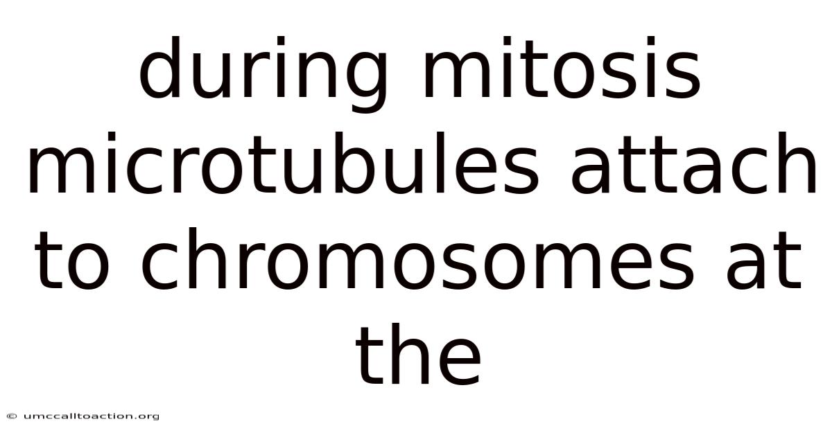 During Mitosis Microtubules Attach To Chromosomes At The
