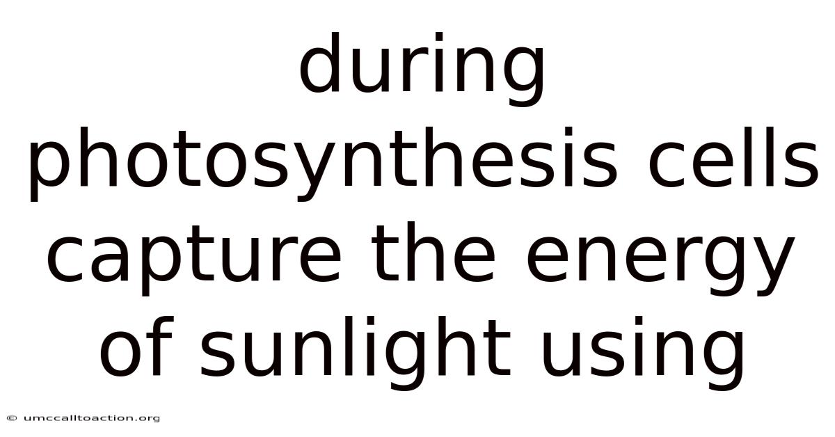 During Photosynthesis Cells Capture The Energy Of Sunlight Using