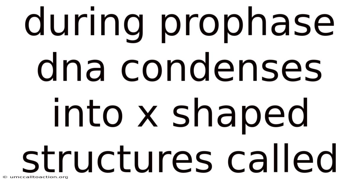 During Prophase Dna Condenses Into X Shaped Structures Called