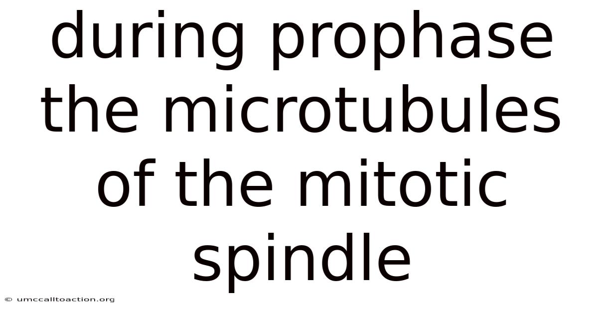 During Prophase The Microtubules Of The Mitotic Spindle